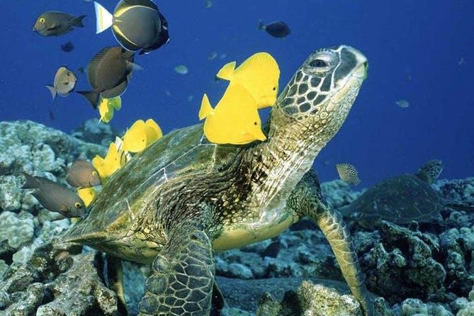 Waikiki Turtle Snorkel and Sail on Hawea Catamaran - What snorkeling at Turtle Canyon is like