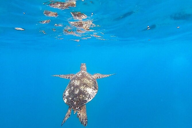 Waikiki Turtle Snorkel and Sail on Hawea Catamaran - Safety, flotation, and comfort in the water