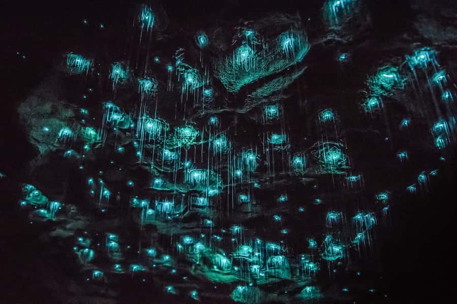 Waitomo: Glowworm Caves Guided Tour by Boat - How this compares with other glowworm stops