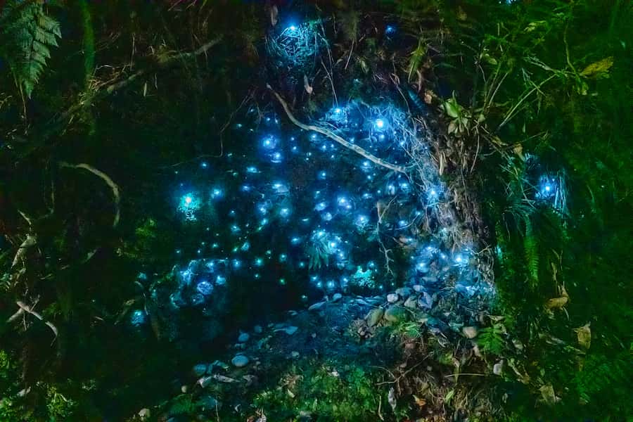Waitomo: Glowworm Caves Guided Tour by Boat - The Cathedral Cave and its natural concert hall