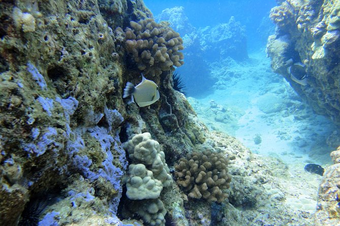 West Maui Snorkeling Experience by Boat from Ka'anapali - Why this Kaanapali snorkel trip feels more personal