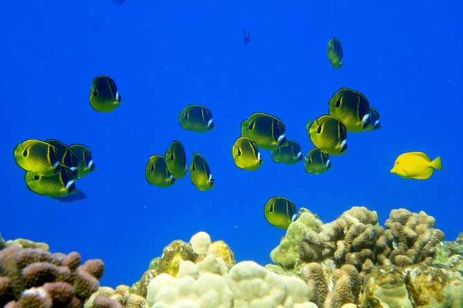 West Maui Snorkeling Experience by Boat from Ka'anapali - Who should choose this tour