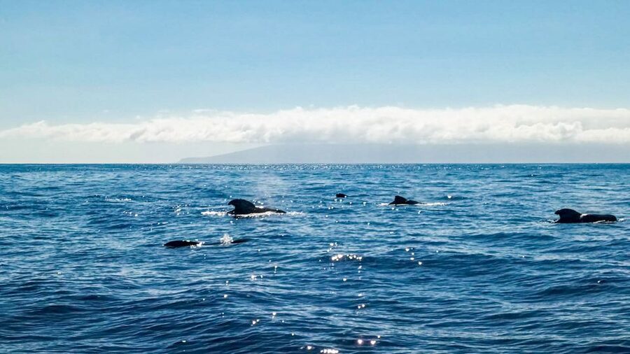 Whale and Dolphin Watching Sailing Tour – Los Gigantes (3H) - Should you book this whale-watching tour?