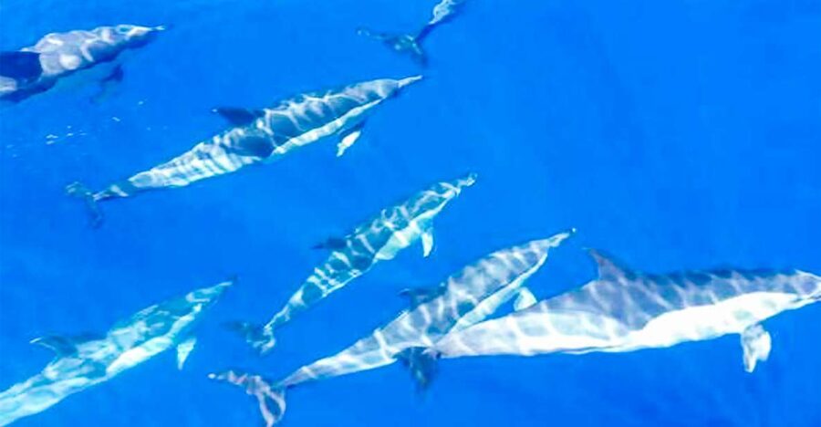 Whale and Dolphin Watching Sailing Tour – Los Gigantes (3H) - Turning toward the Cliffs of the Giants