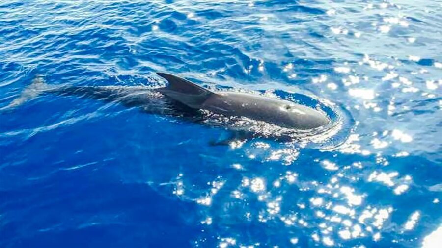 Whale and Dolphin Watching Sailing Tour – Los Gigantes (3H) - Cold tapas, fruit, and drinks on the way back