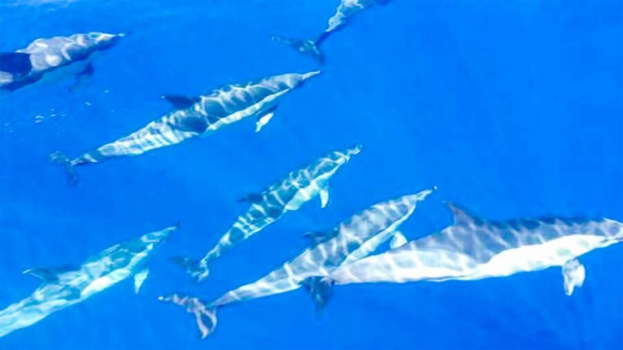 Whale and Dolphin Watching Sailing Tour – Los Gigantes (3H) - Looking for pilot whales and dolphins offshore