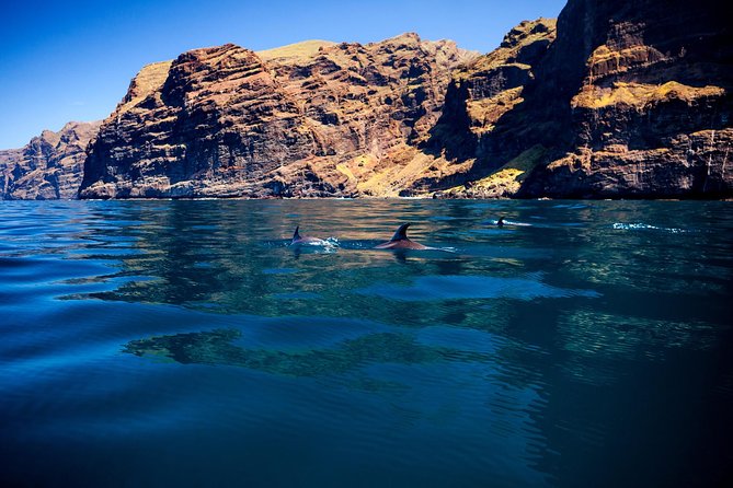 Whale watching and listening Eco-Catamaran Tour with Food Tasting - Sandwiches, drinks, and the pace on board