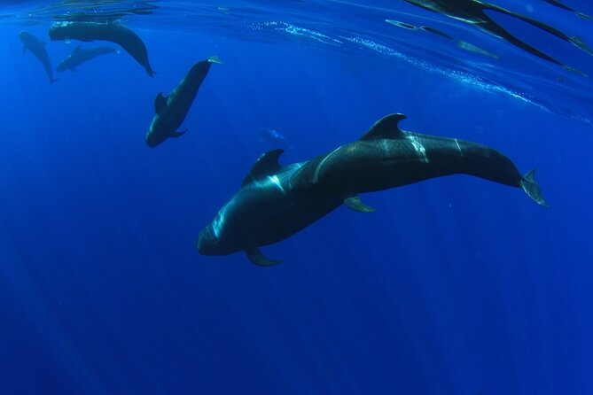 Whale watching and listening Eco-Catamaran Tour with Food Tasting - Who will enjoy this trip most?