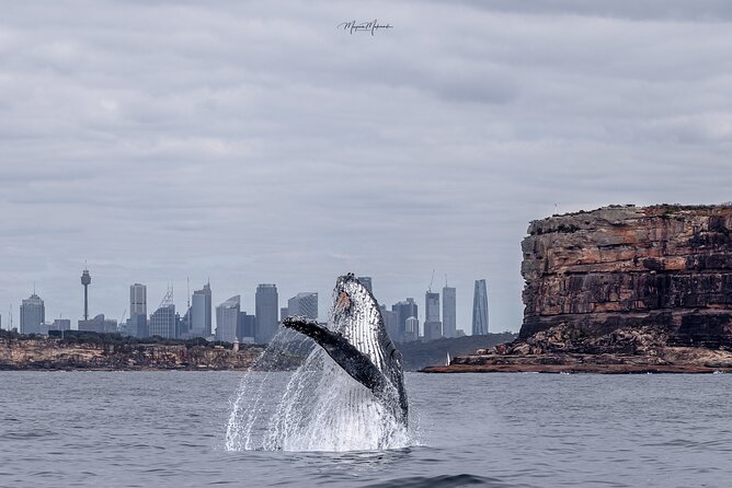 Whale Watching Boat Trip in Sydney - From Darling Harbour to the open Pacific