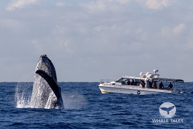 Whale Watching Boat Trip in Sydney - What happens beyond Sydney Heads