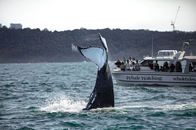 Whale Watching Boat Trip in Sydney - How close will you get to the whales?
