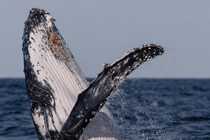 Whale Watching Boat Trip in Sydney - Photos and memories from the water