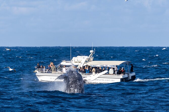Whale Watching Boat Trip in Sydney - Morning or afternoon: which departure works best?
