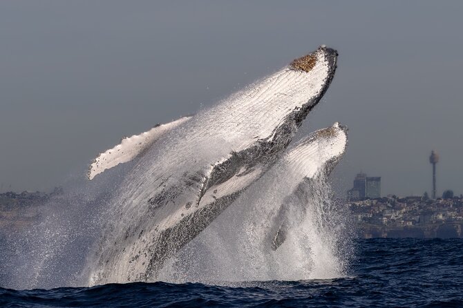 Whale Watching Boat Trip in Sydney - Is $99.70 a fair price?