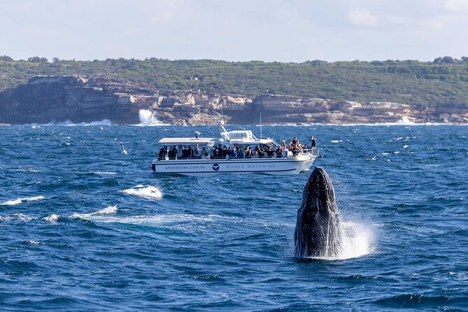 Whale Watching Boat Trip in Sydney - Who should book this cruise?