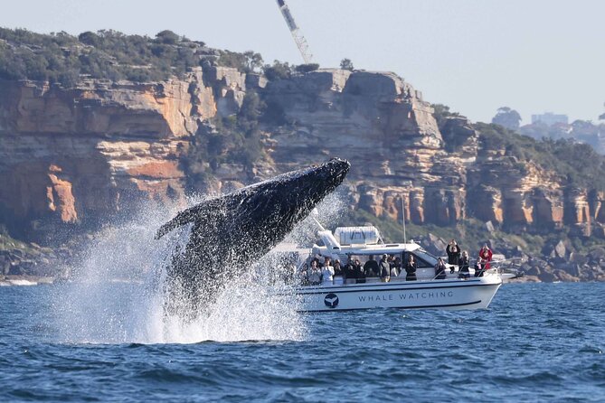 Whale Watching Boat Trip in Sydney - Why the small boat changes the experience