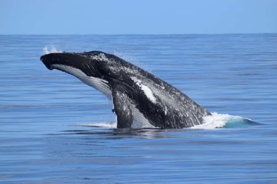 Whale Watching Cruise from Busselton, Augusta or Dunsborough - Key points to know before booking