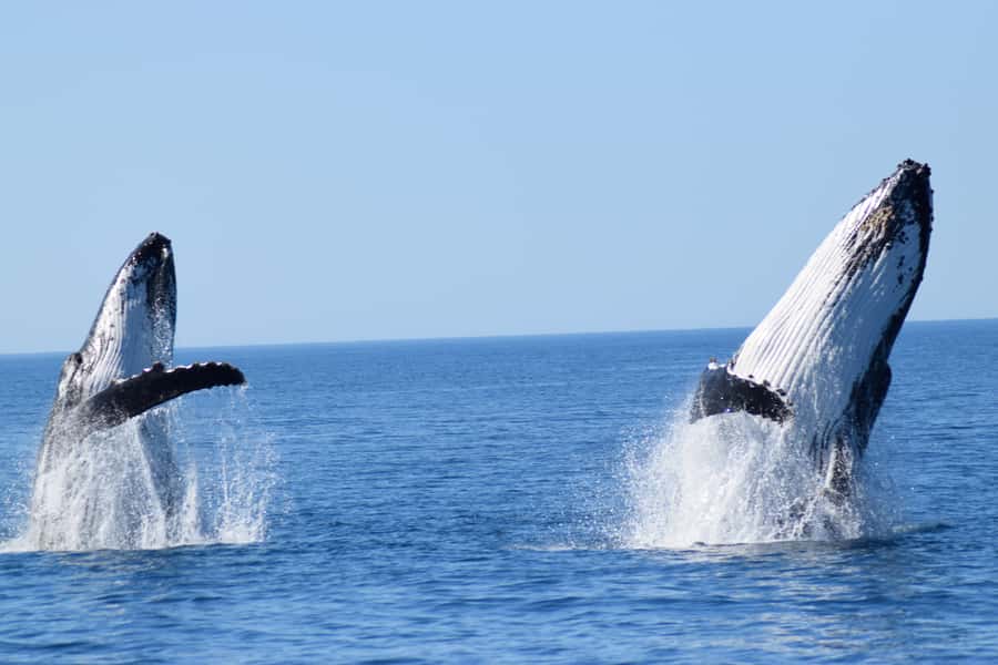 Whale Watching Cruise from Busselton, Augusta or Dunsborough - What the first minutes on the water are like