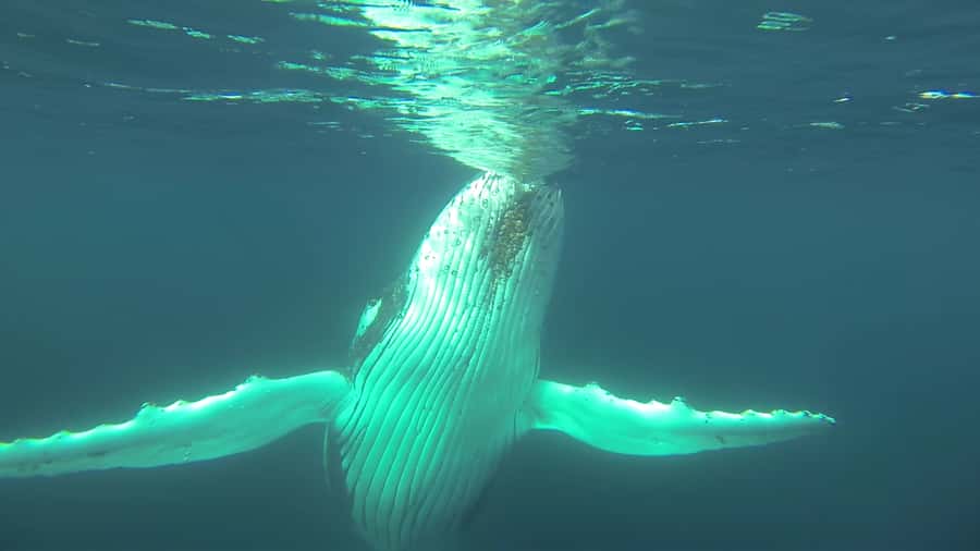 Whale Watching Cruise from Busselton, Augusta or Dunsborough - Augusta during the northward migration