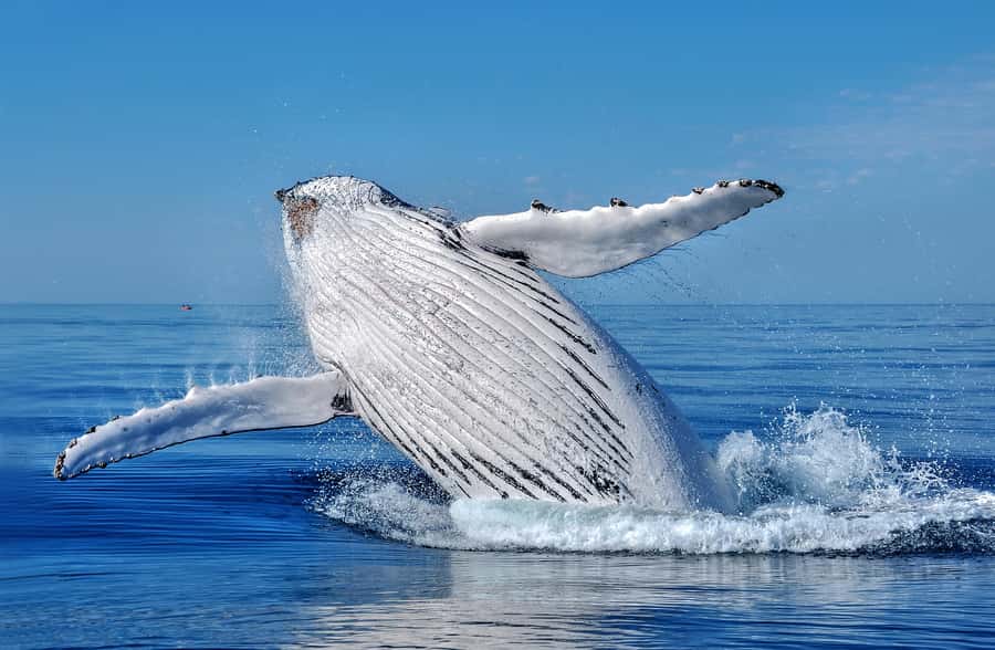 Whale Watching Cruise from Busselton, Augusta or Dunsborough - A boat designed for watching, not just transporting