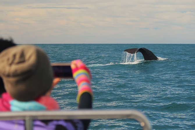 Whale Watching in Kaikoura by Boat - Why Kaikoura is such a good place for whale watching