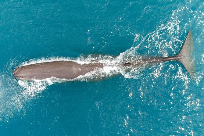 Whale Watching in Kaikoura by Boat - Dolphins, seals, birds, and surprise sightings