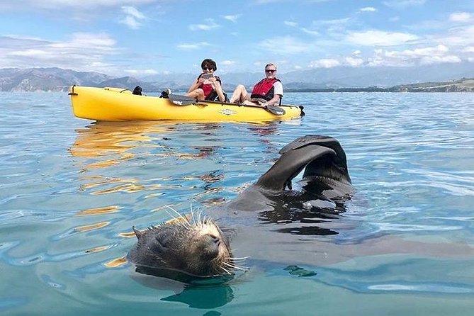 Whale Watching in Kaikoura by Boat - What the commentary adds