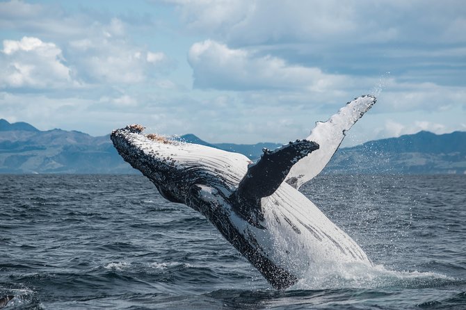 Whale Watching in Kaikoura by Boat - A modern catamaran with room to watch